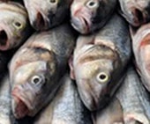 MSC & ASC zrównoważone połowy i hodowla ryb